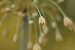 Allium flavum tauricum