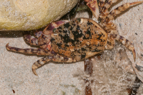 Leptograpsodes octodentatus