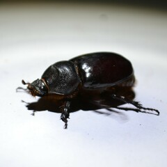 Oryctes nasicornis corniculatus