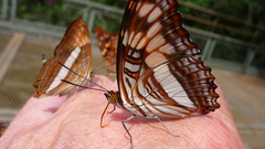 Adelpha malea