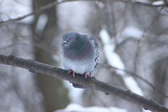 Columba livia domestica