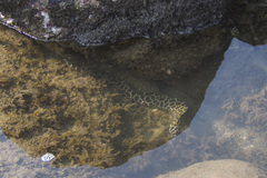 Gymnothorax favagineus
