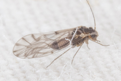 Lachesilla nubilis