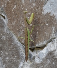 Polyspilota aeruginosa
