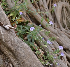 Campanula feijoana