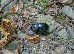Carabus glabratus