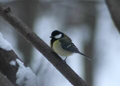 Parus major