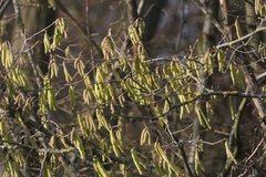 Corylus avellana