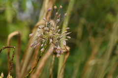 Allium flavum tauricum