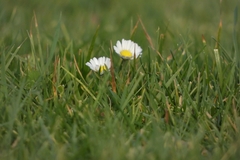 Bellis perennis