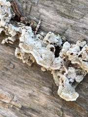 Trametes villosa