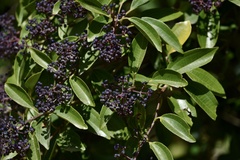 Miconia ligustroides