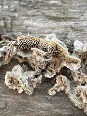 Trametes villosa