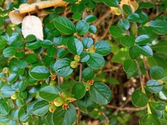 Cotoneaster hjelmqvistii