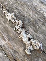Trametes villosa