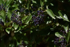 Miconia ligustroides