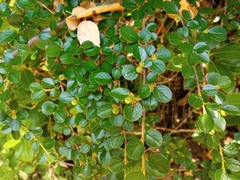 Cotoneaster hjelmqvistii