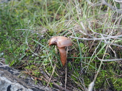 Chroogomphus mediterraneus