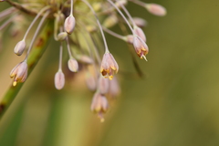 Allium flavum tauricum