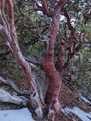 Arctostaphylos pringlei