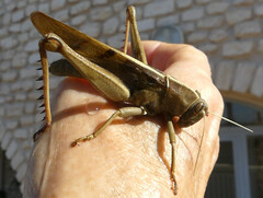 Acanthacris ruficornis