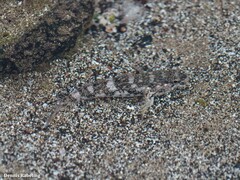 Mauligobius maderensis