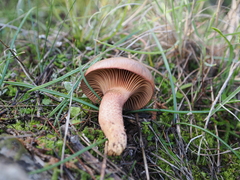 Chroogomphus mediterraneus