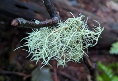 Usnea subfloridana