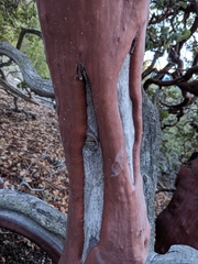 Arctostaphylos pringlei