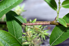 Peribatodes secundaria