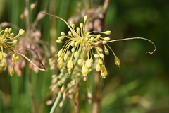 Allium flavum