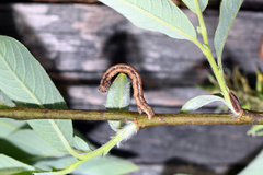 Peribatodes secundaria