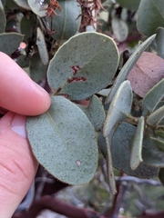 Arctostaphylos pringlei