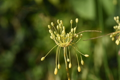 Allium flavum