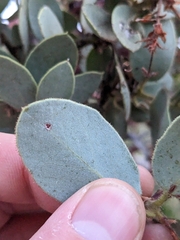 Arctostaphylos pringlei