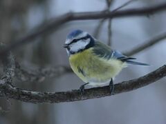 Cyanistes caeruleus