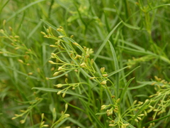 Acanthostyles buniifolius