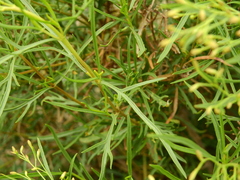 Acanthostyles buniifolius