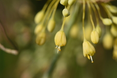 Allium flavum