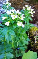 Cardamine amara