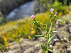 Microsteris gracilis gracilis