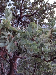 Arctostaphylos pringlei