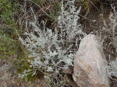 Artemisia mendozana