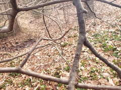 Hamamelis