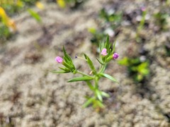 Microsteris gracilis gracilis