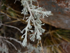 Artemisia mendozana