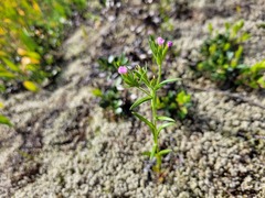 Microsteris gracilis gracilis