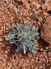 Astragalus calycosus