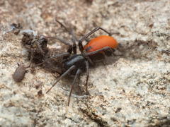 Castianeira walsinghami