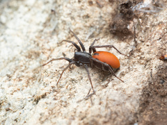 Castianeira walsinghami